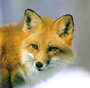 starfoxacefox avatar