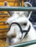 zizban avatar