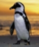 Trippynet avatar